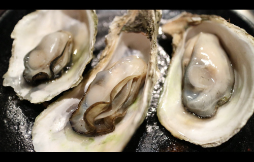 oyster-g9b64dabf1_1920